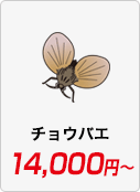 チョウバエ駆除 14,000円〜